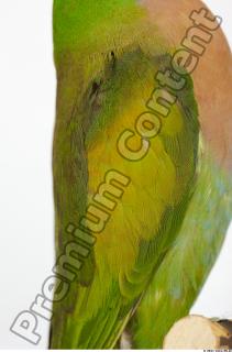 Parrot Psittacula alexandri 0030